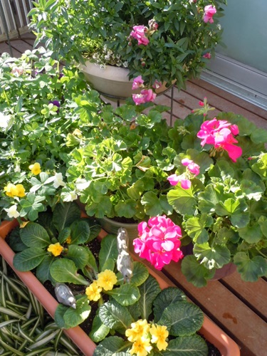 院内紹介ー花1